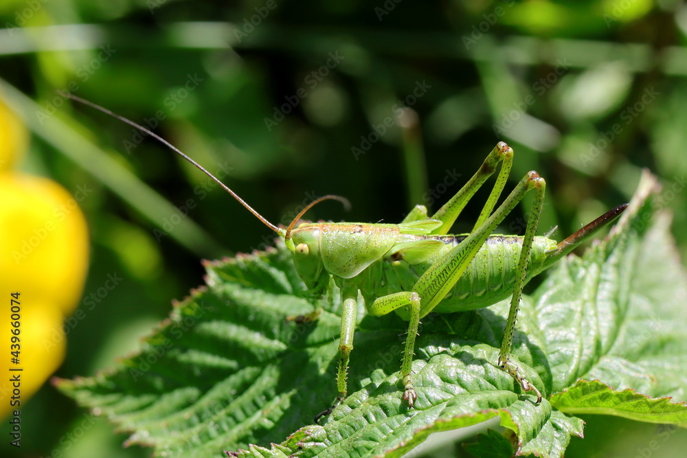 grande sauterelle verte immature Tettigonia viridissima