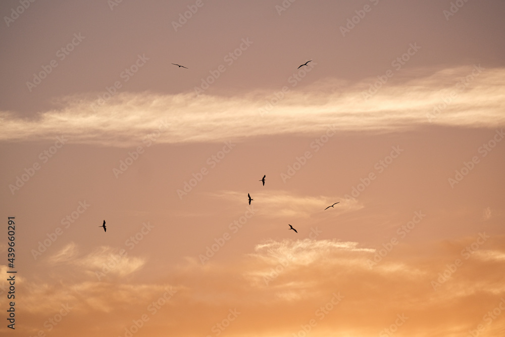 Frigate Birds sunrise Frigate Birds sunrise