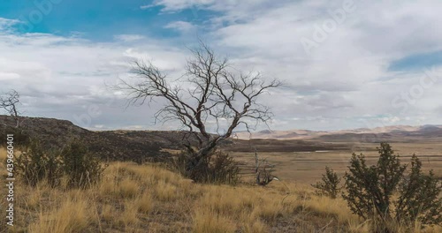 time passage of withered and burned tree in the Andes of Peru surrounded by dry vegetation with clouds and blue skies as a result of climate change