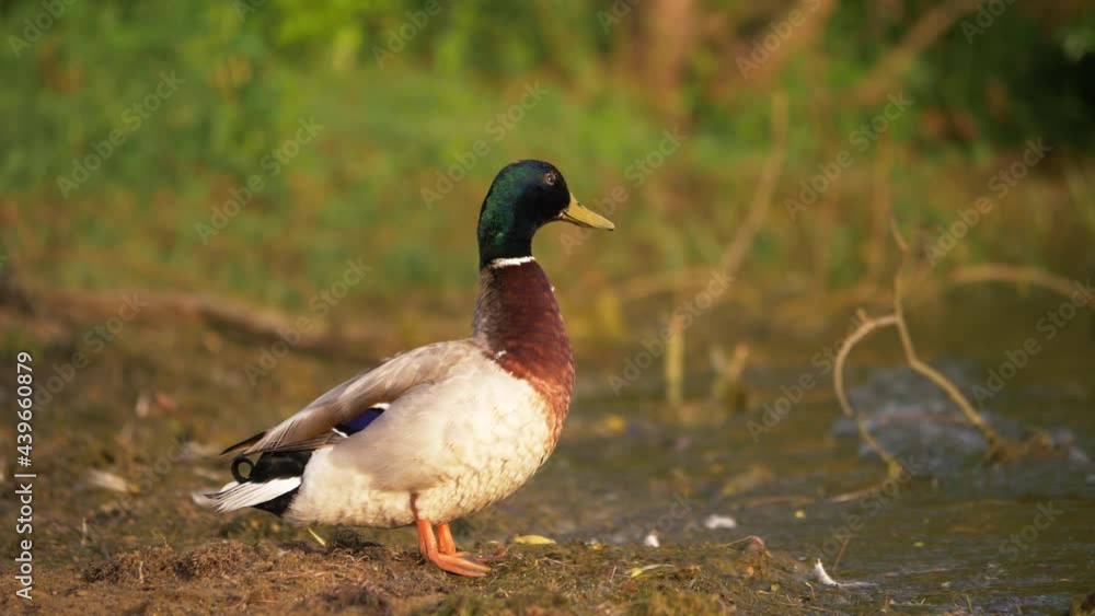 Mallard duck stands by the water edge Mallard duck stands by the water edge