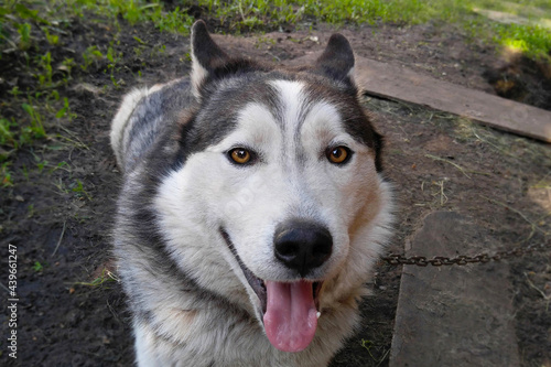 Husky dog smiles, funny happy fluffy dog with his tongue out from the heat looks like a wolf