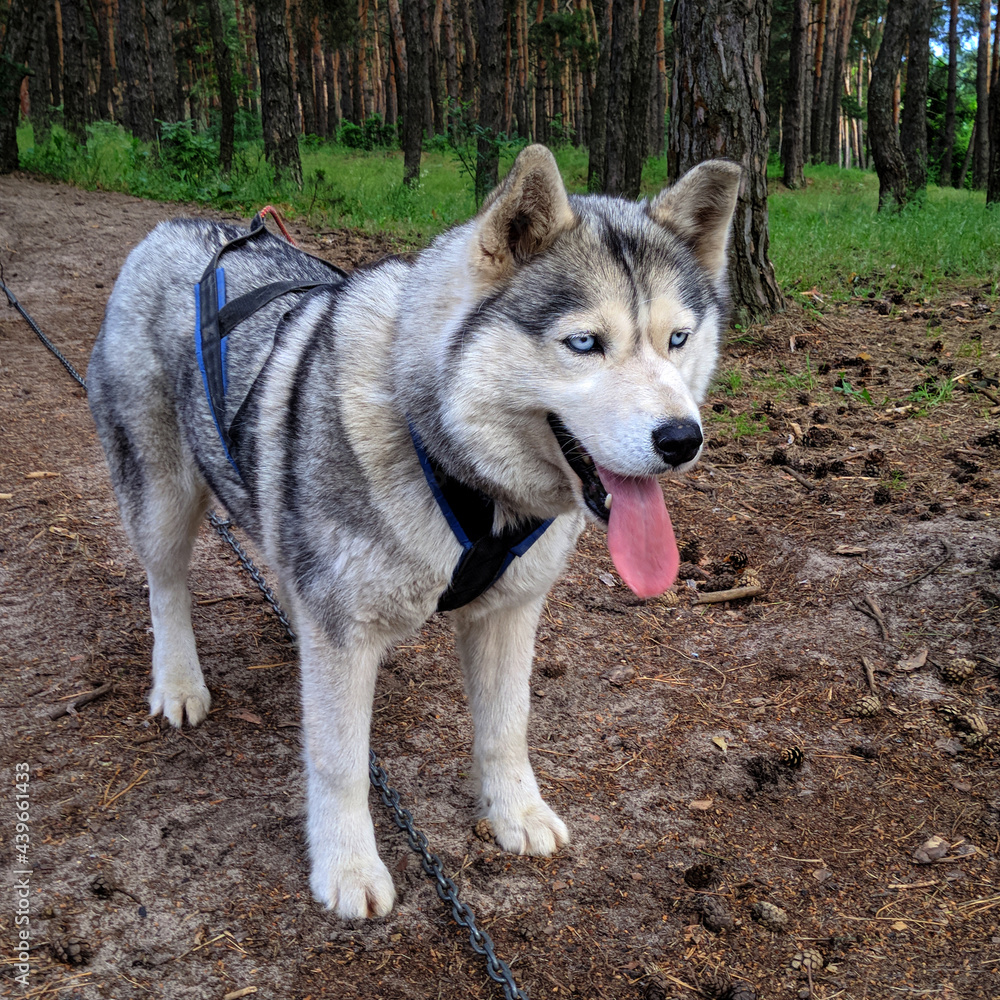 Husky dog blue eyes dumped out tongue in harness ready to run