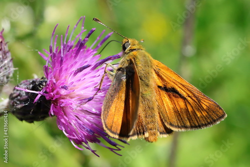 papillon sylvaine Ochlodes sylvanus sur fleur violette photo