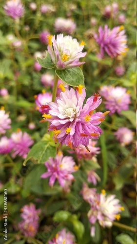 Flor da Caatinga