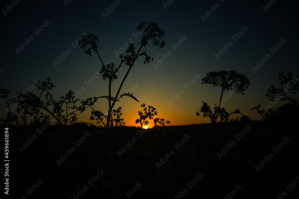 A beautiful summer morning landscape with queen Anne's lace growing in the meadow. Summertime scenery of Northern Europe.