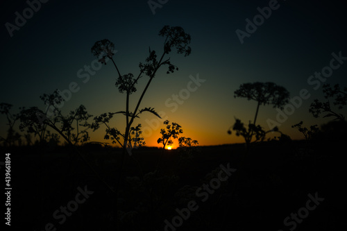 A beautiful summer morning landscape with queen Anne's lace growing in the meadow. Summertime scenery of Northern Europe.