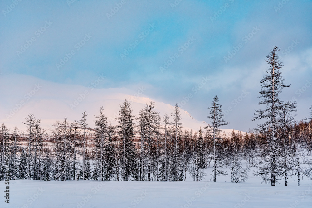 Obraz premium Landscape in the winter ski hiking in the mountains of the Urals