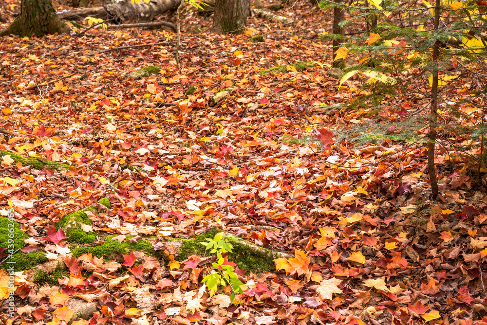 Fallen autumn leaves covering the floor of a forest. Selective focus. Natural background. Fallen autumn leaves covering the floor of a forest. Selective focus. Natural background.