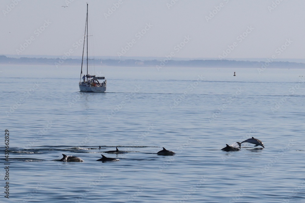 Naklejka premium a group of dolphins swims near a sailboat near the island of houat in Brittany , Morbihan
