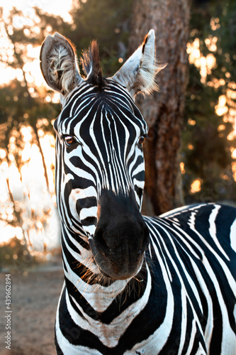 Zebra portrait outdoors close up background photo