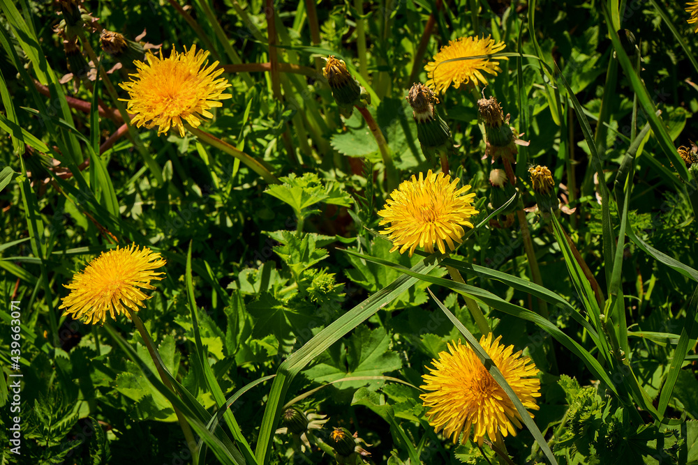 yellow dandelion field in summer on a sunny day