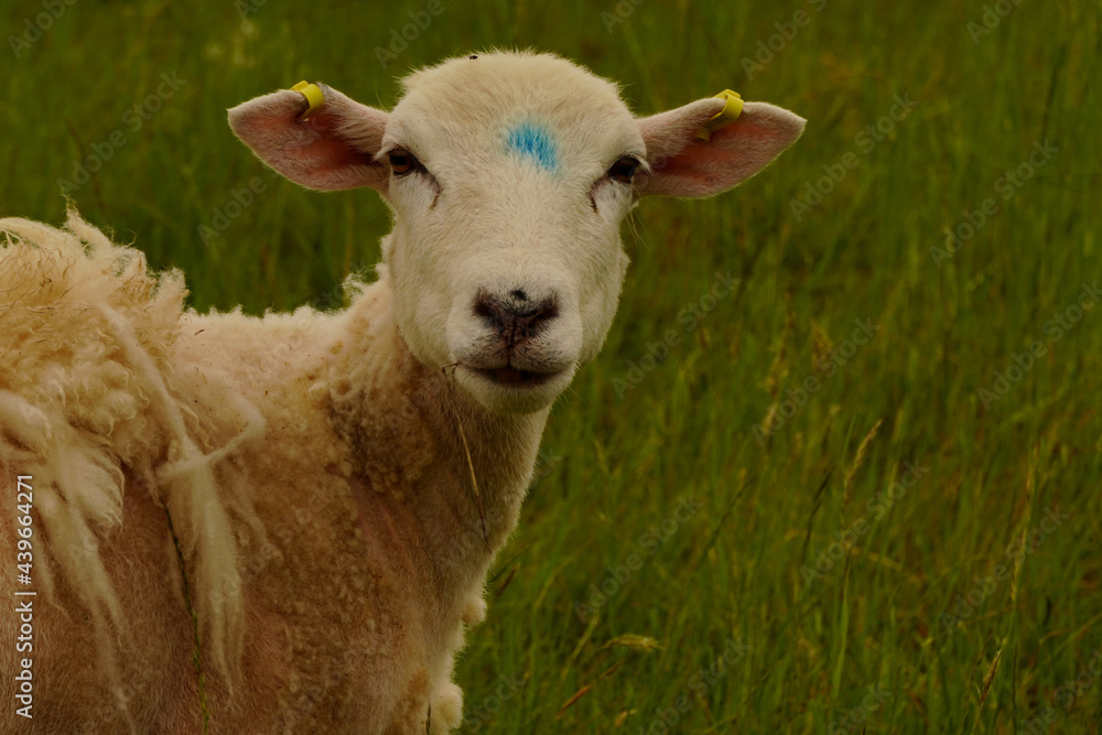 Fototapeta premium Ein Schaf