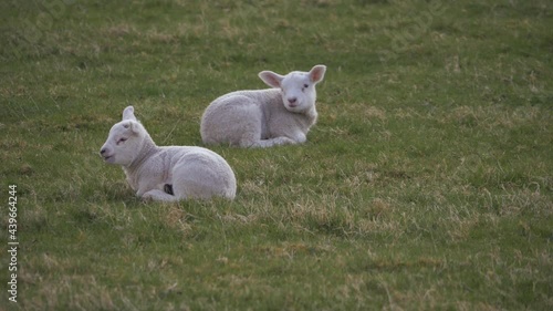 Two cute lambs resting in a farmers field in Springtime