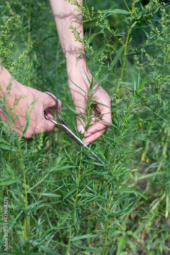 Photography Hands of woman who is cutting tarragon in garden