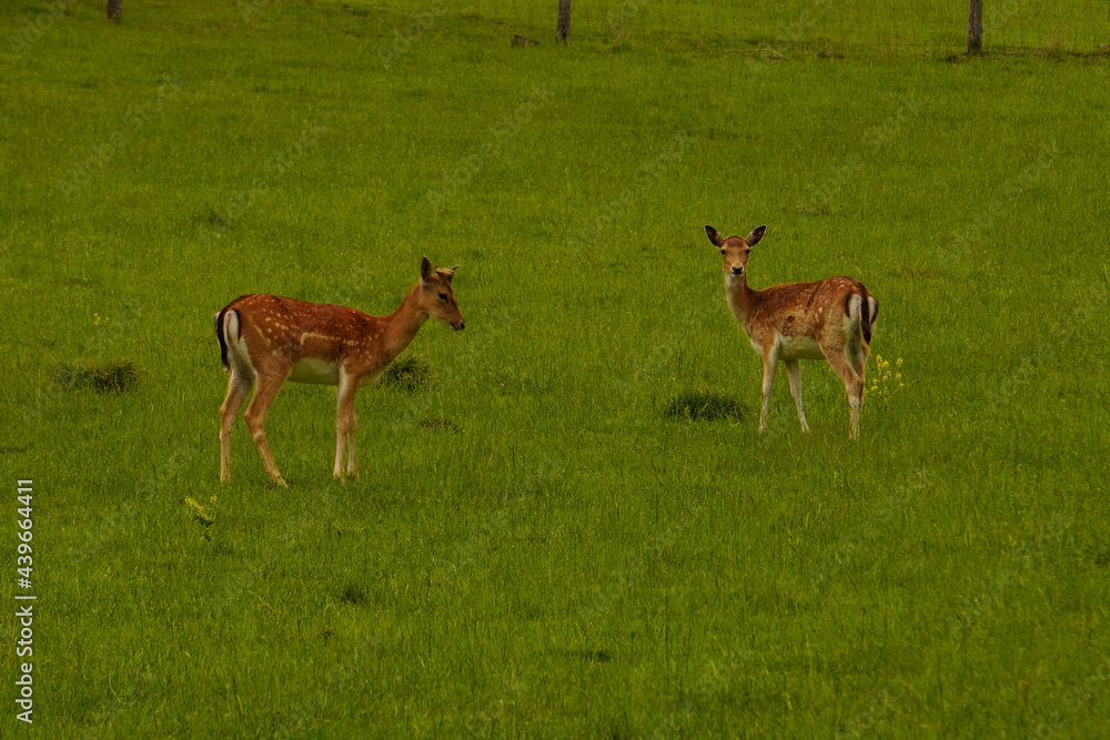 Zwei Rehe auf einer Wiese Zwei Rehe auf einer Wiese