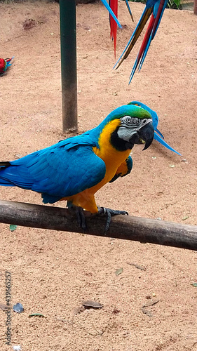 Blue Parrot at Bird's Park - Foz do Iguaçu, Brazil