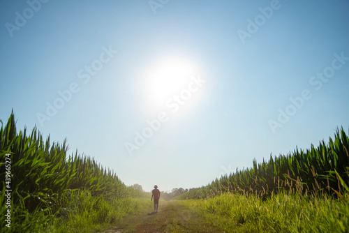 Teen Boy Walking by Corn photo