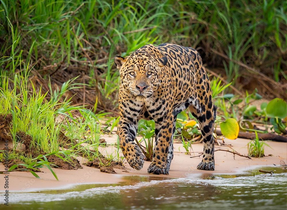 Beautiful jaguar walks along river's edge