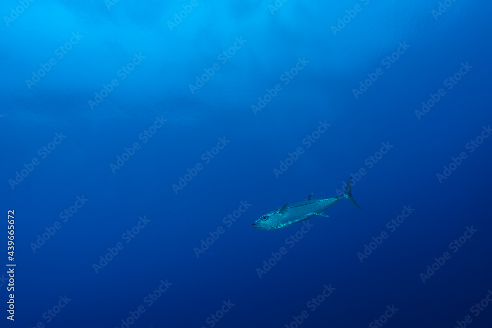 Gogtooth tuna, Gymnosarda unicolor, swims past in blue in Maldives