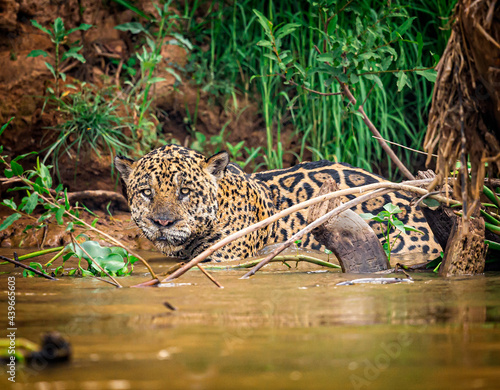 Jaguar hides in the debris of the water and shoreline while hunting