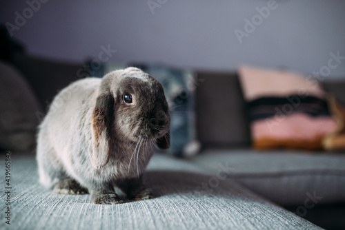 Spotted rabbit sitting on sofa at home photo