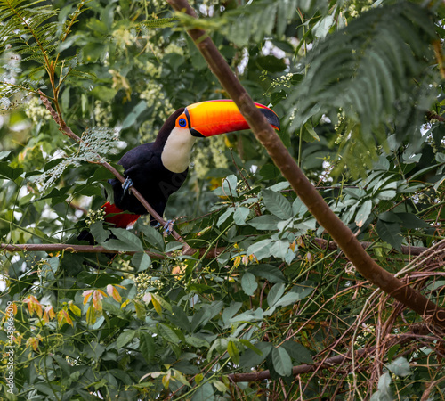 Toco toucan sits on branch in tree in the wilds of Pantanal.