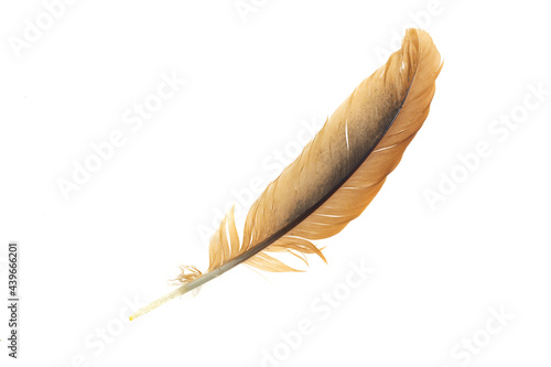 black and brown feathers of a rooster on a white isolated background