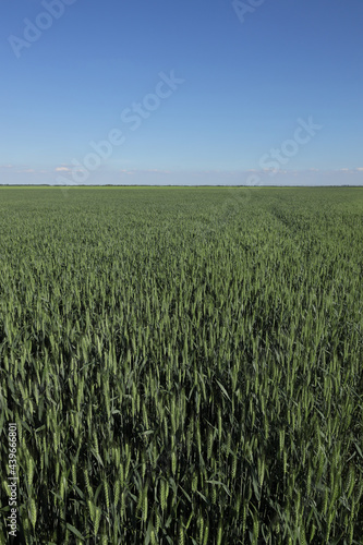 Green wheat plants field in early spring with clear blue sky
