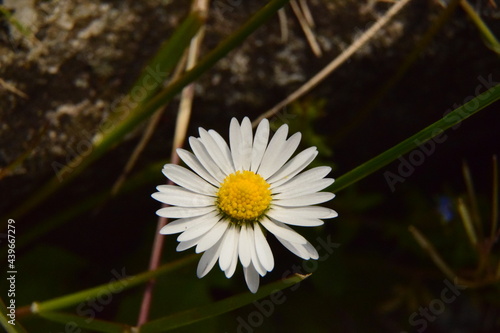 Gänseblümchen Scheinblüte Blütenblätter Makroaufnahme