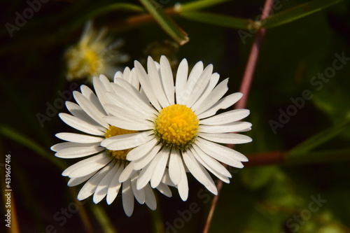 Gänseblümchen Scheinblüte Blütenblätter Makroaufnahme