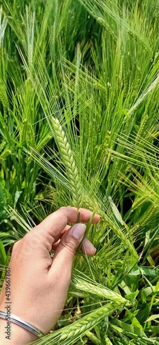 hand holding wheat ears photo