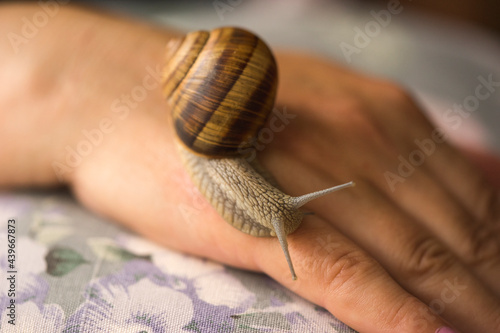 Snail Therapy