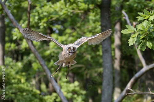 flying owl