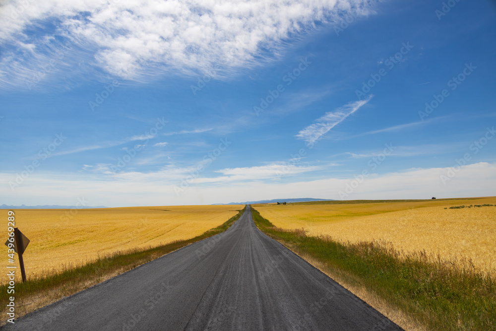 Country road to the sky thru wheat fields with blue sky and white clouds background