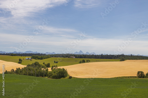 Fields and blue sky with white clouds and Teton mountain range in background