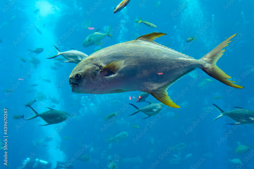 Trachinotus blochii or snubnose pompano in Atlantis, Sanya, Hainan, China.. Pompanos are marine fishes in the genus Trachinotus in the family Carangidae (better known as Trachinotus blochii or snubnose pompano in Atlantis, Sanya, Hainan, China.. Pompanos are marine fishes in the genus Trachinotus in the family Carangidae (better known as