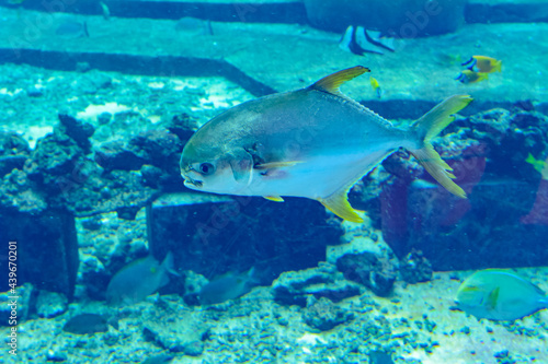 Trachinotus blochii or snubnose pompano in Atlantis, Sanya, Hainan, China.. Pompanos are marine fishes in the genus Trachinotus in the family Carangidae (better known as "jacks").