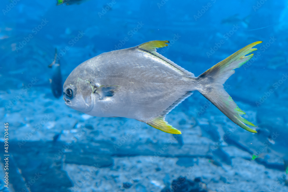 Trachinotus blochii or snubnose pompano in Atlantis, Sanya, Hainan, China.. Pompanos are marine fishes in the genus Trachinotus in the family Carangidae (better known as Trachinotus blochii or snubnose pompano in Atlantis, Sanya, Hainan, China.. Pompanos are marine fishes in the genus Trachinotus in the family Carangidae (better known as
