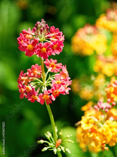 Primula pulverulenta, the mealy primrose or mealy cowslip blooming in the summer under strong sunlight photo