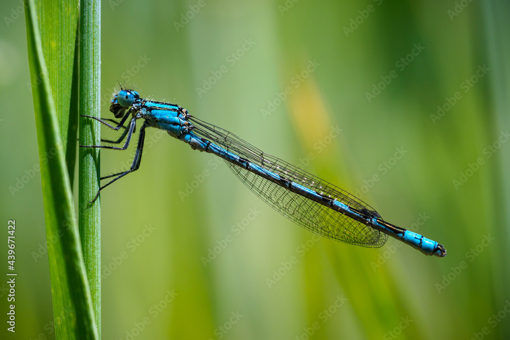 Gemeine Becherjungfer, Männchen (Enallagma cyathigerum) Gemeine Becherjungfer, Männchen (Enallagma cyathigerum)
