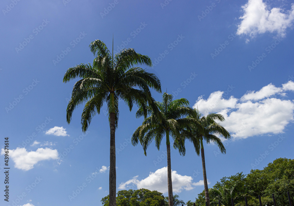 Brazilian palms
