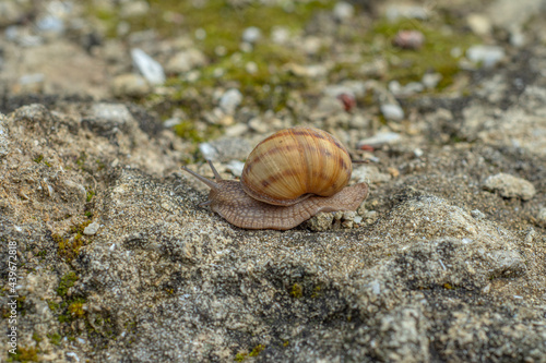 snail crawling on a stone close-up