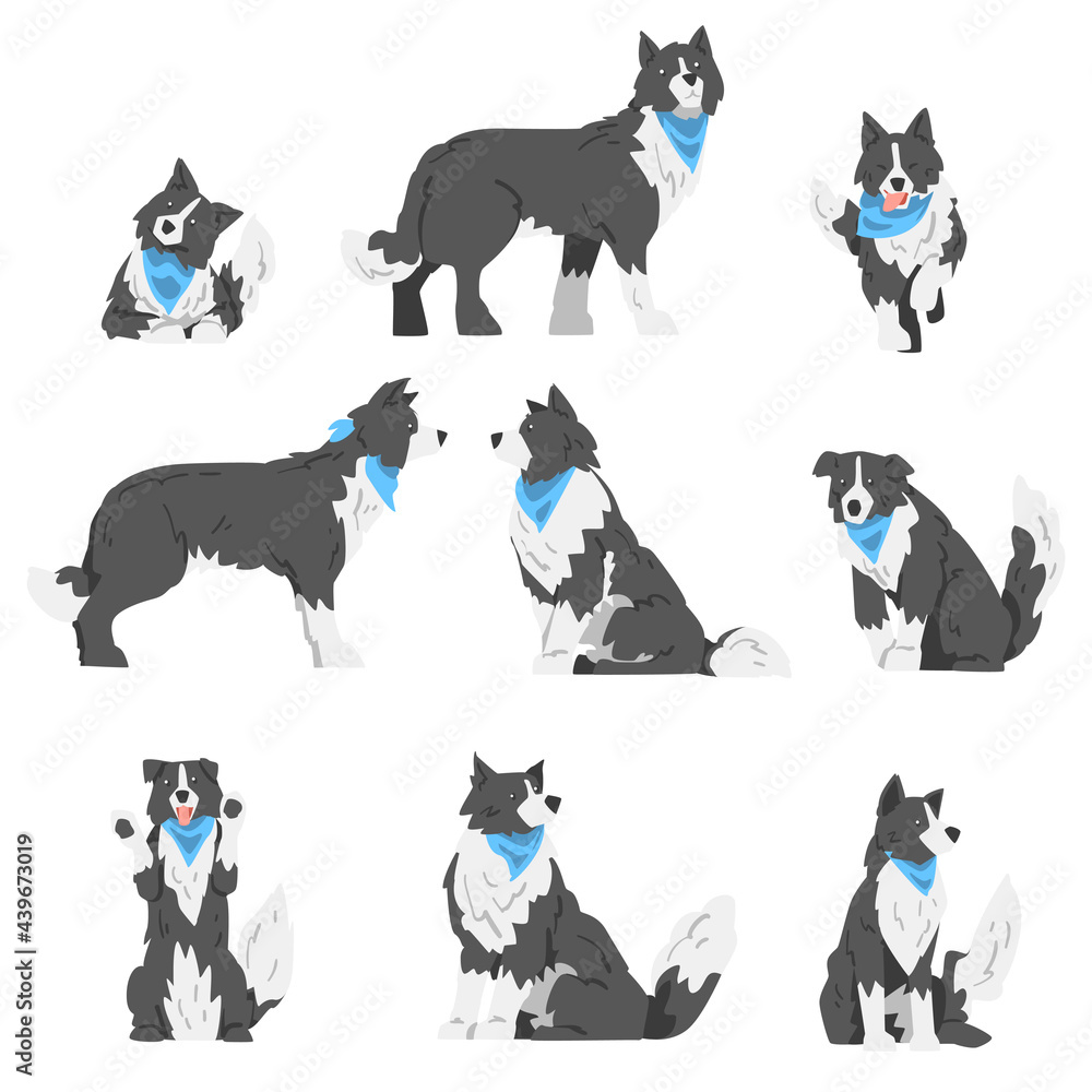Border Collie Dog in Various Poses Set, Smart Shepherd Pet Animal with Black White Coat in Blue Neckerchief Cartoon Vector Illustration