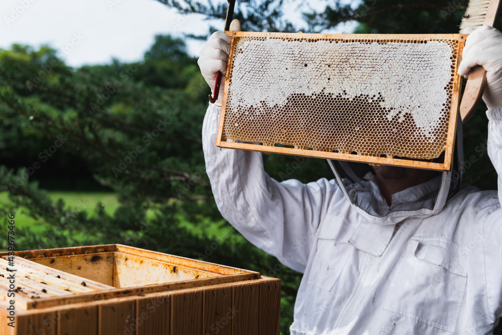 Beekeeper collecting honey from the beehive Beekeeper collecting honey from the beehive