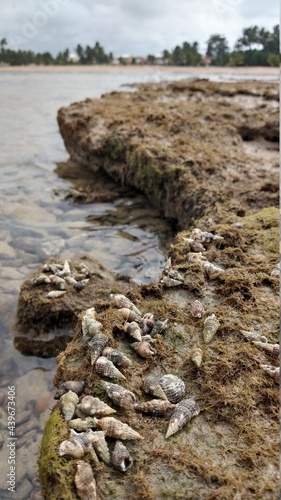 stones on the river
