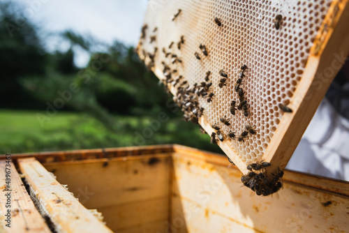 Close up of honey bees on the honeycomb in the beehive.