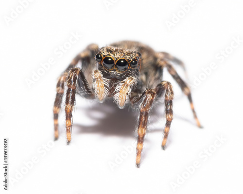 Fleecy jumping spider (Pseudeuophrys lanigera)