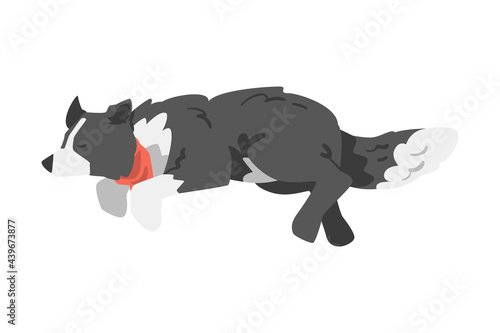 Border Collie Shepherd Pet Dog in Red Neckerchief Running and Jumping Cartoon Vector Illustration