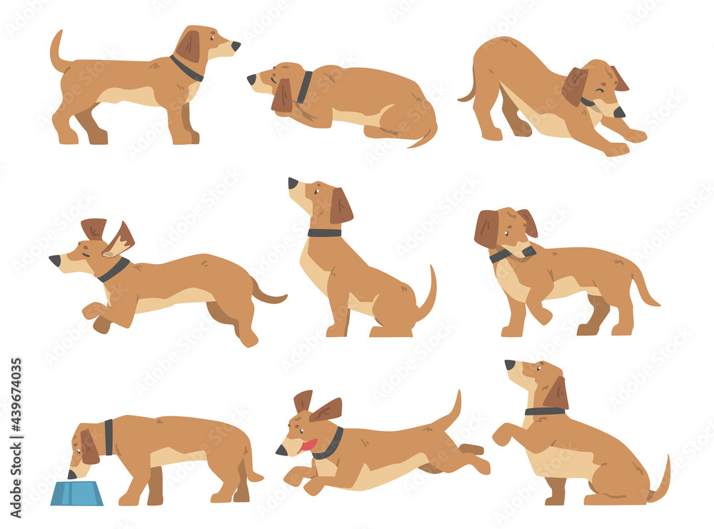 Dachshund Dog Set, Cute Pet Animal with Light Brown Coat in Various Poses Cartoon Vector Illustration