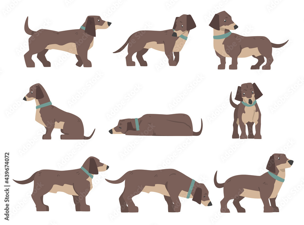 Dachshund Dog Set, Cute Pet Animal with Brown Coat in Various Poses Cartoon Vector Illustration